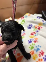 Daisy, a female Poodle - Miniature  for sale in Pine City, MN – 2 of 6