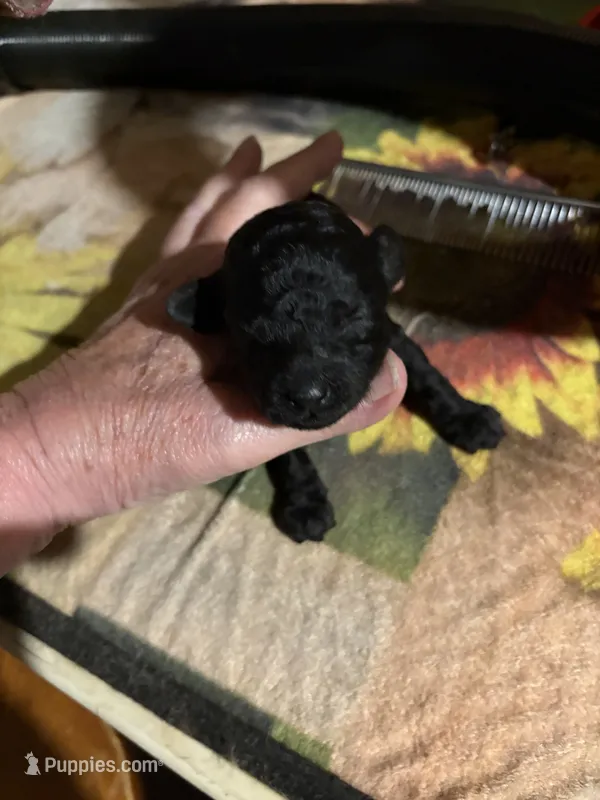 Daisy – Poodle - Miniature  puppy for sale in Pine City, MN
