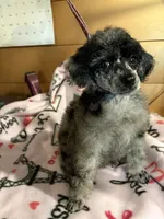 Matilda, a female Poodle - Miniature  for sale in Pine City, MN – 4 of 7
