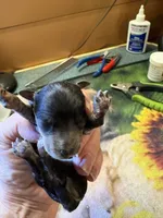 Willie , a male Poodle - Miniature  for sale in Pine City, MN – 4 of 6