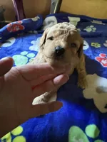 Dusty, a male Poodle - Miniature  for sale in Pine City, MN – 2 of 6
