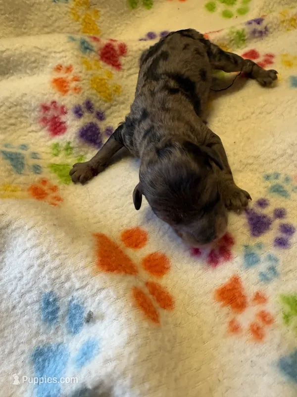 Matilda – Poodle - Miniature  puppy for sale in Pine City, MN