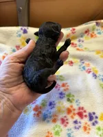 Daisy, a female Poodle - Miniature  for sale in Pine City, MN – 2 of 6