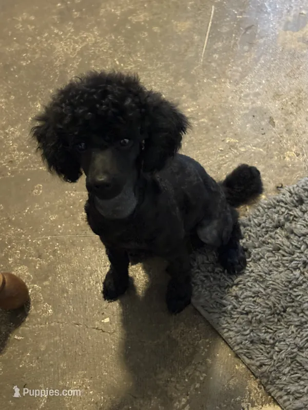 Buddy  – Poodle - Miniature  puppy for sale in Pine City, MN