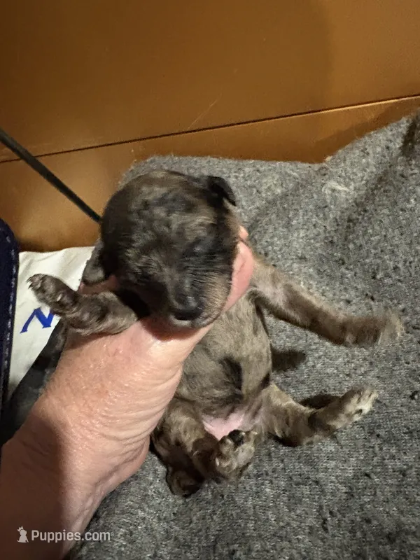 Miss kitty – Poodle - Miniature  puppy for sale in Pine City, MN