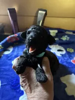 Dandy, a male Poodle - Miniature  for sale in Pine City, MN – 1 of 7