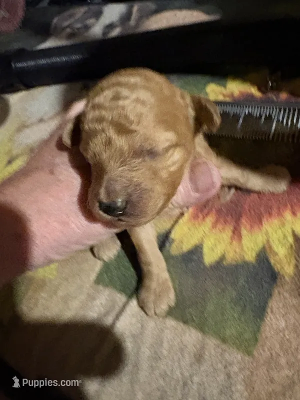 Sam – Poodle - Miniature  puppy for sale in Pine City, MN