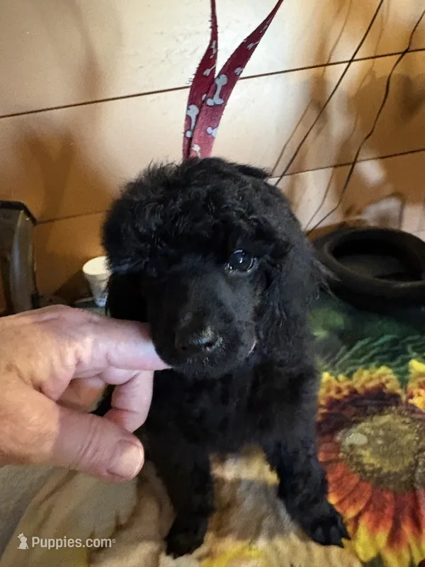 Festus – Poodle - Miniature  puppy for sale in Pine City, MN