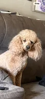 Lucy, a female Poodle - Miniature  for sale in Pine City, MN – 3 of 3