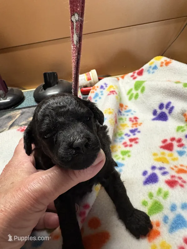 Daisy – Poodle - Miniature  puppy for sale in Pine City, MN