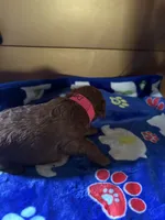 Dodge, a male Poodle - Miniature  for sale in Pine City, MN – 3 of 6