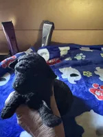 Dandy, a male Poodle - Miniature  for sale in Pine City, MN – 5 of 7
