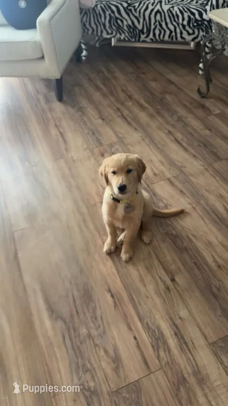 vini – Golden Retriever puppy for sale in Sterling Heights, MI