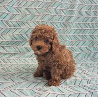 Teddy, a male Poodle - Toy  for sale in Hurdland, MO – 5 of 8