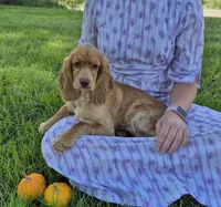 Autumn, a female Cocker Spaniel for sale in Hurdland, MO – 5 of 7