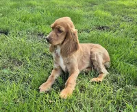Autumn, a female Cocker Spaniel for sale in Hurdland, MO – 3 of 7