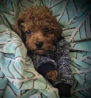 Teddy, a male Poodle - Toy  for sale in Hurdland, MO – 7 of 8