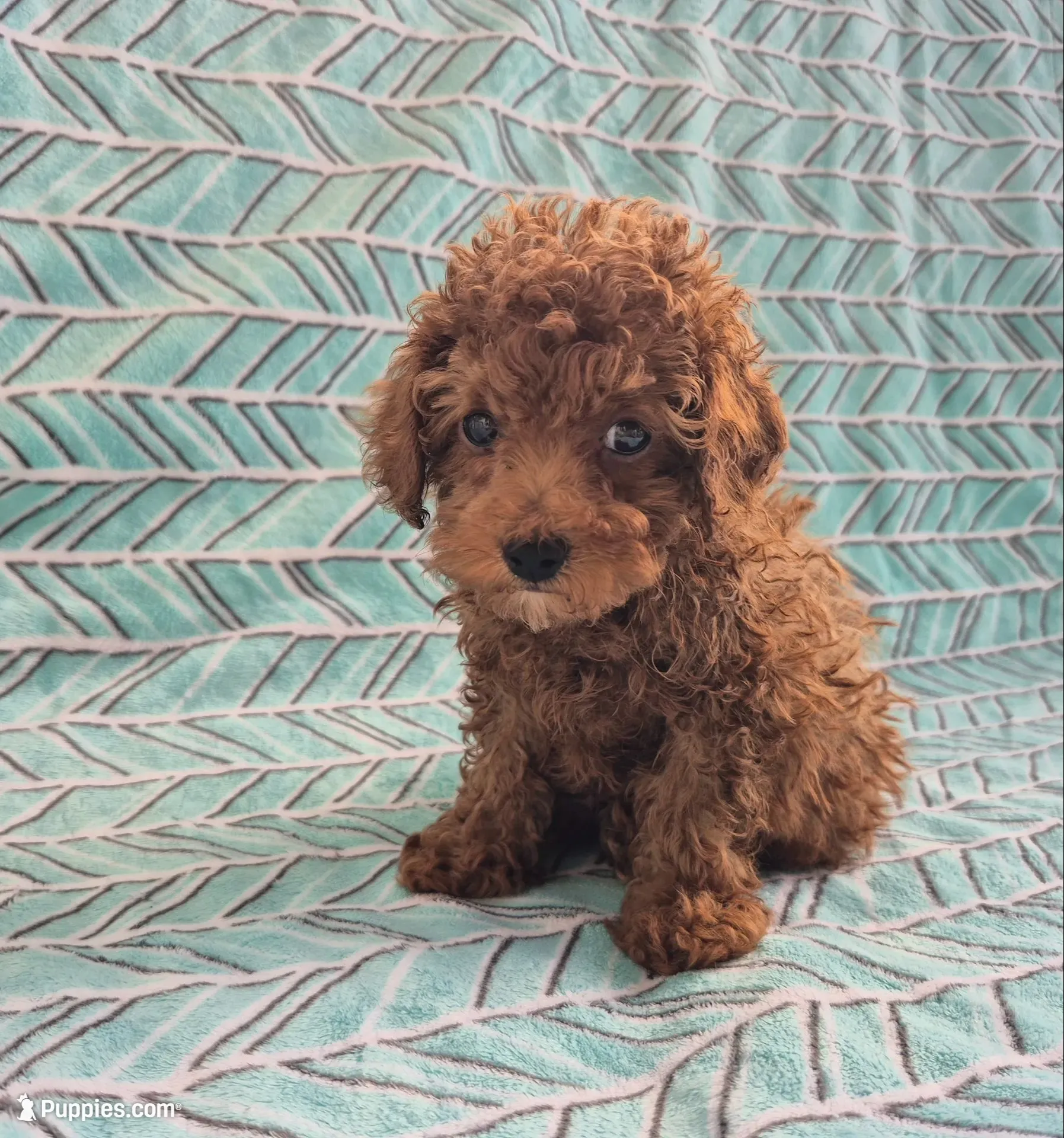 Teddy, a male Poodle - Toy  for sale in Hurdland, MO – 2 of 8