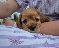 sweetie, a female Cocker Spaniel for sale in Hurdland, MO – 4 of 10