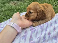 sweetie, a female Cocker Spaniel for sale in Hurdland, MO – 10 of 10