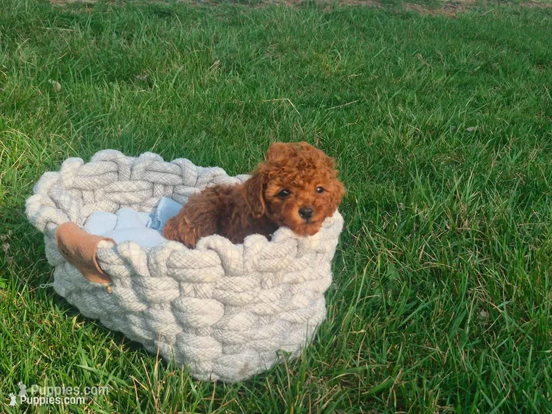 Teddy – Poodle - Toy  puppy for sale in Hurdland, MO