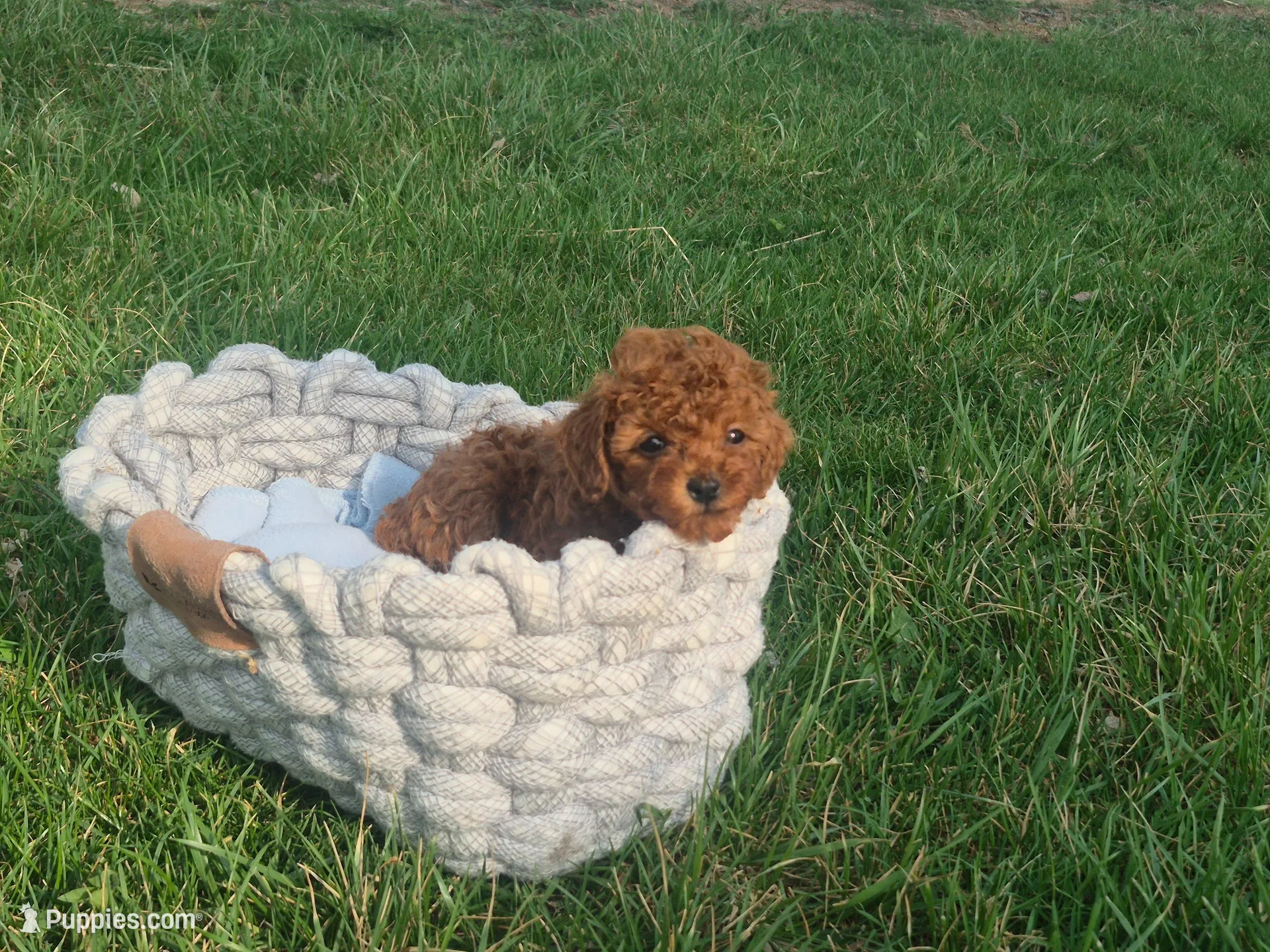 Teddy, a male Poodle - Toy  for sale in Hurdland, MO – Photo 8 of 8