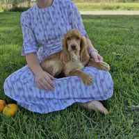 Autumn, a female Cocker Spaniel for sale in Hurdland, MO – 6 of 7