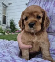 sweetie, a female Cocker Spaniel for sale in Hurdland, MO – 2 of 10