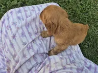 sweetie, a female Cocker Spaniel for sale in Hurdland, MO – 9 of 10