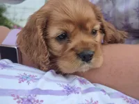 sweetie, a female Cocker Spaniel for sale in Hurdland, MO – 5 of 10