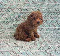 Teddy, a male Poodle - Toy  for sale in Hurdland, MO – 3 of 8