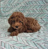 Teddy, a male Poodle - Toy  for sale in Hurdland, MO – 8 of 8
