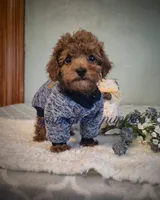 Teddy, a male Poodle - Toy  for sale in Hurdland, MO – 6 of 8