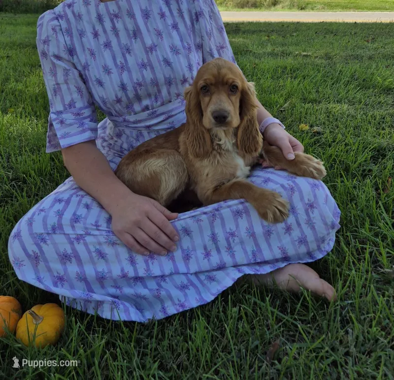 Autumn – Cocker Spaniel puppy for sale in Hurdland, MO
