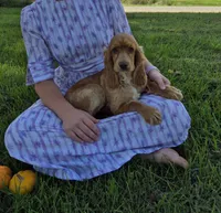 Autumn, a female Cocker Spaniel for sale in Hurdland, MO – 1 of 7