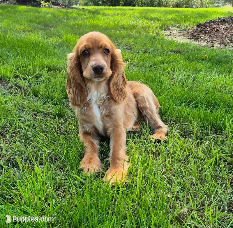 Autumn – Cocker Spaniel puppy for sale in Hurdland, MO