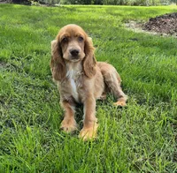 Autumn, a female Cocker Spaniel for sale in Hurdland, MO – 7 of 7