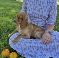 Autumn, a female Cocker Spaniel for sale in Hurdland, MO – 2 of 7