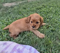 sweetie, a female Cocker Spaniel for sale in Hurdland, MO – 8 of 10