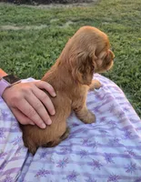 sweetie, a female Cocker Spaniel for sale in Hurdland, MO – 6 of 10