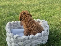 Teddy, a male Poodle - Toy  for sale in Hurdland, MO – Photo 7 of 8