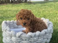 Teddy, a male Poodle - Toy  for sale in Hurdland, MO – Photo 5 of 8
