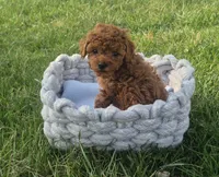 Teddy, a male Poodle - Toy  for sale in Hurdland, MO – Photo 6 of 8