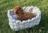 Teddy, a male Poodle - Toy  for sale in Hurdland, MO – Photo 4 of 8