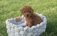 Teddy, a male Poodle - Toy  for sale in Hurdland, MO – Photo 3 of 8