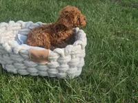 Teddy, a male Poodle - Toy  for sale in Hurdland, MO – Photo 2 of 8