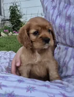 sweetie, a female Cocker Spaniel for sale in Hurdland, MO – 3 of 10