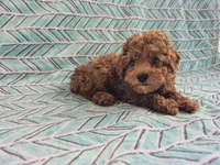 Teddy, a male Poodle - Toy  for sale in Hurdland, MO – 4 of 8