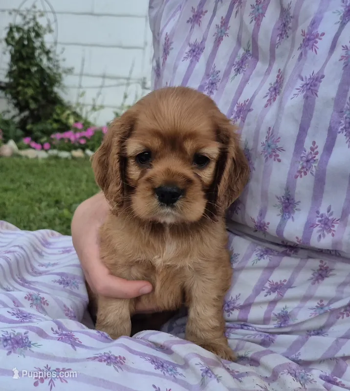 sweetie – Cocker Spaniel puppy for sale in Hurdland, MO
