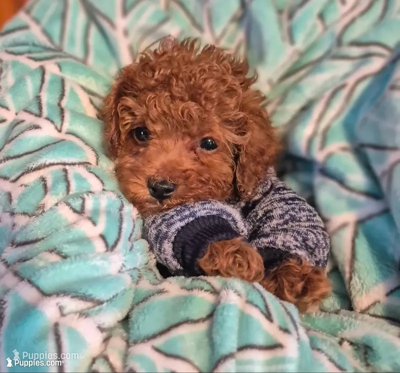 Teddy – Poodle - Toy  puppy for sale in Hurdland, MO